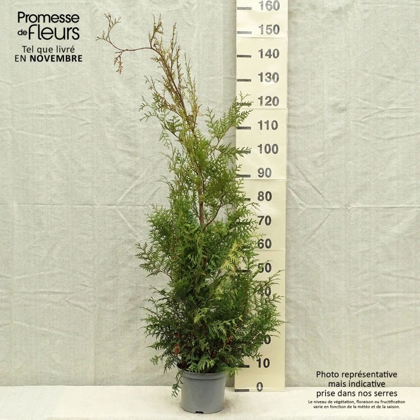 Exemplaar van Thuja occidentalis Brabant - Westerse levensboom Pot van 4 l/5 l zoals geleverd in de herfst