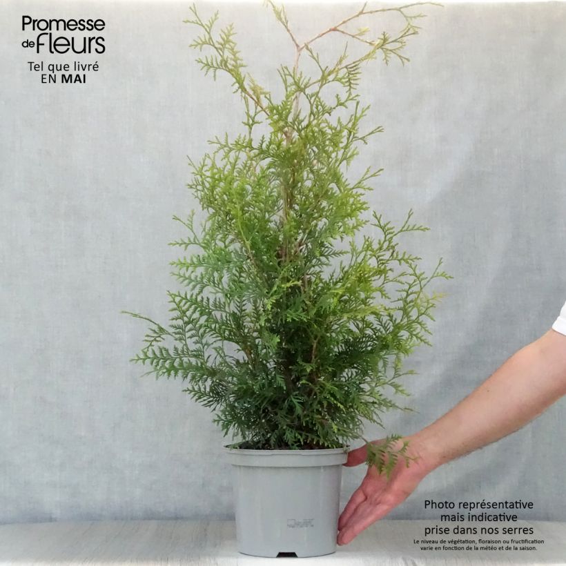 Example of Thuja occidentalis Brabant - Westerse levensboom Pot van 4 l/5 l as you get in printemps