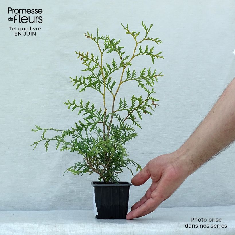 Exemplaar van Thuja occidentalis Brabant - Westerse levensboom Kweekpotje van 8/9 cm zoals geleverd in de zomer