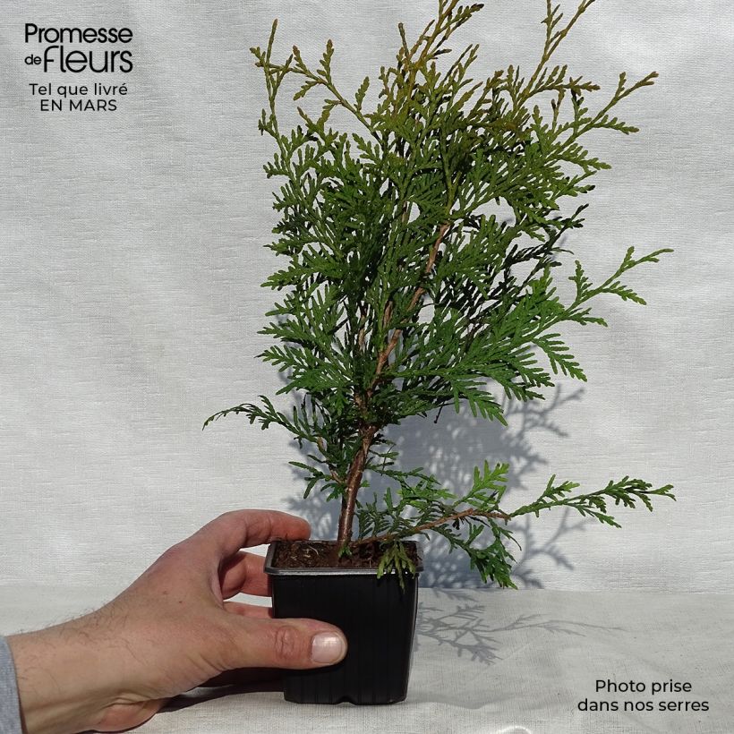 Example of Thuja occidentalis Brabant - Westerse levensboom Kweekpotje van 8/9 cm as you get in printemps