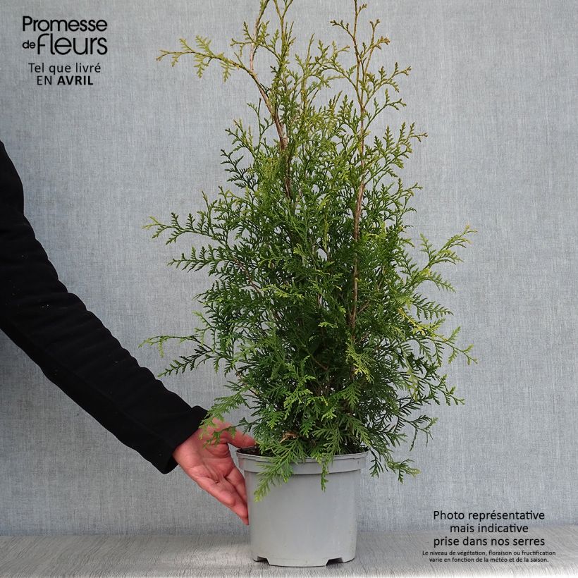 Example of Thuja occidentalis Brabant - Westerse levensboom Pot van 2 l/3 l as you get in printemps