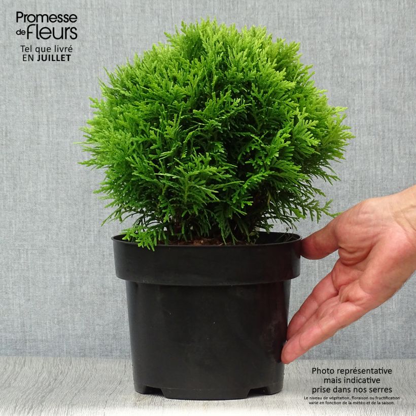 Exemplaar van Thuja occidentalis Danica - Westerse levensboom Pot van 2 l/3 l zoals geleverd in de zomer