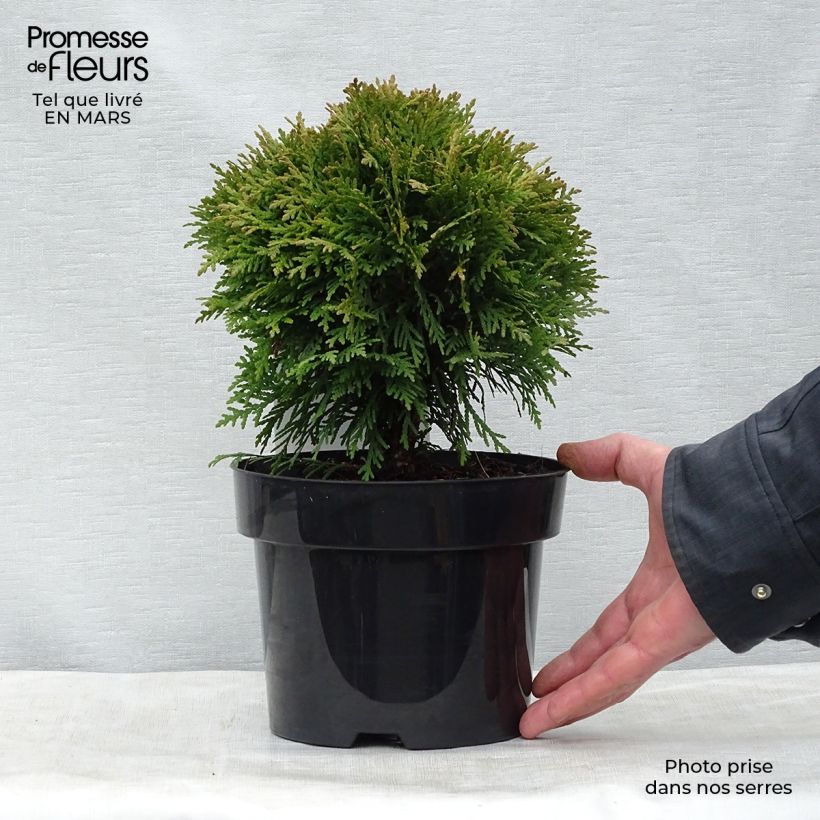 Example of Thuja occidentalis Danica - Westerse levensboom Pot van 2 l/3 l as you get in printemps
