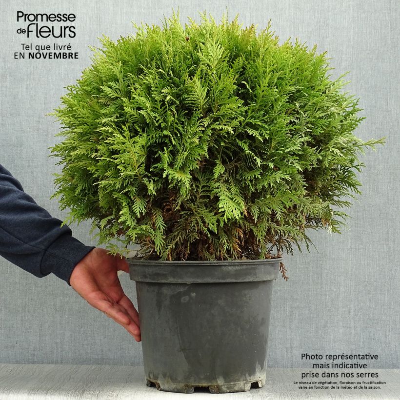 Exemplaar van Thuja occidentalis Danica - Westerse levensboom Pot van 7,5 l/10 l zoals geleverd in de herfst