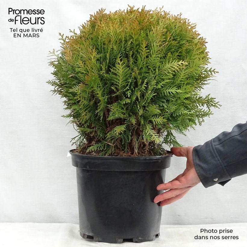 Example of Thuja occidentalis Danica - Westerse levensboom Pot van 7,5 l/10 l as you get in printemps