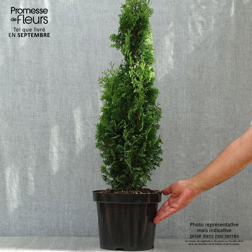 Exemplaar van Thuja occidentalis Degroot's Spire - Westerse levensboom Pot van 7,5 l/10 l zoals geleverd in de herfst