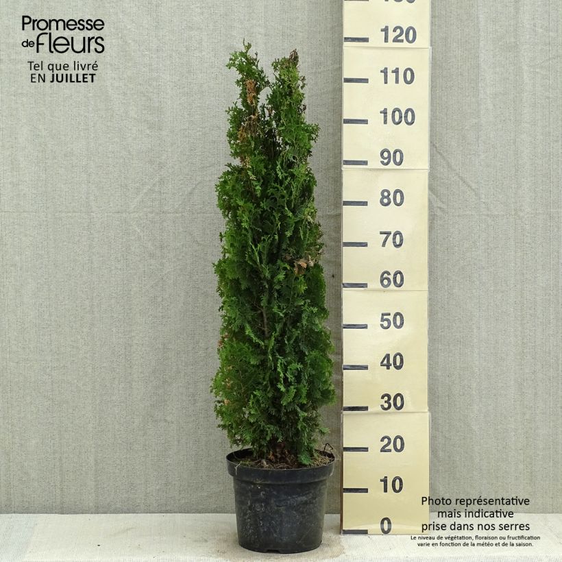 Exemplaar van Thuja occidentalis Degroot's Spire - Westerse levensboom Pot van 7,5 l/10 l zoals geleverd in de zomer
