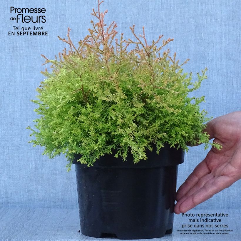 Exemplaar van Thuja occidentalis Fire Chief - Westerse levensboom Pot van 2 l/3 l zoals geleverd in de herfst