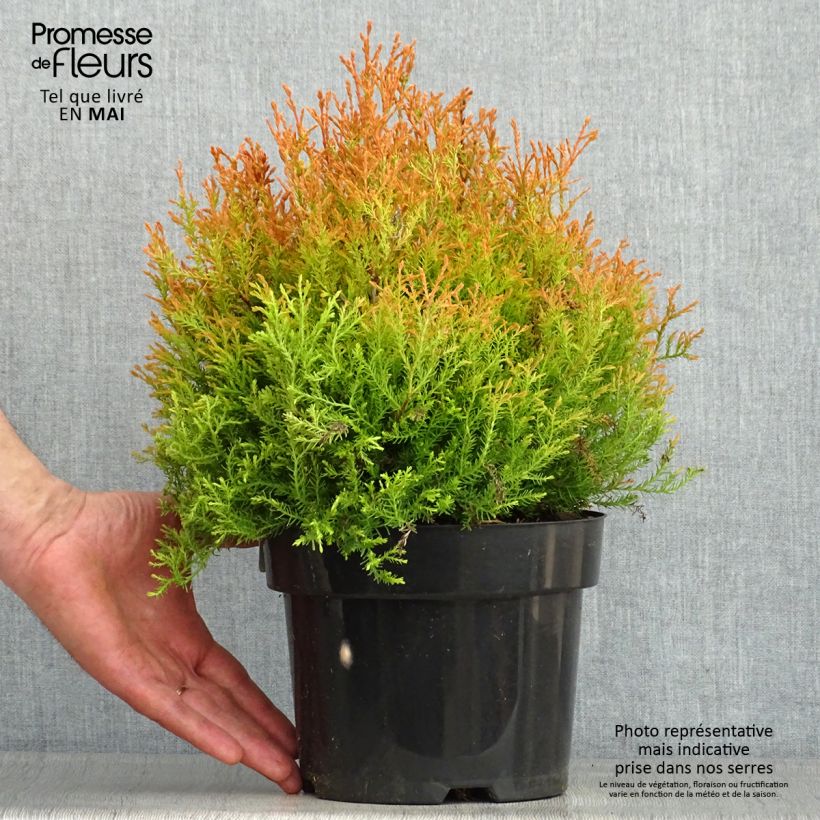 Example of Thuja occidentalis Fire Chief - Westerse levensboom Pot van 2 l/3 l as you get in printemps