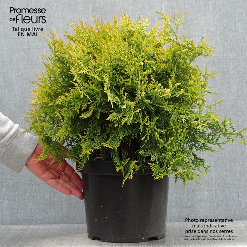 Exemplaar van Thuja occidentalis Golden Globe - Westerse levensboom Pot van 7,5 l/10 l zoals geleverd in de lente