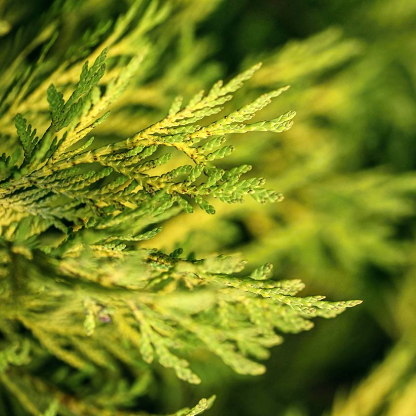 Thuja occidentalis Golden Smaragd - Westerse levensboom (Blad)