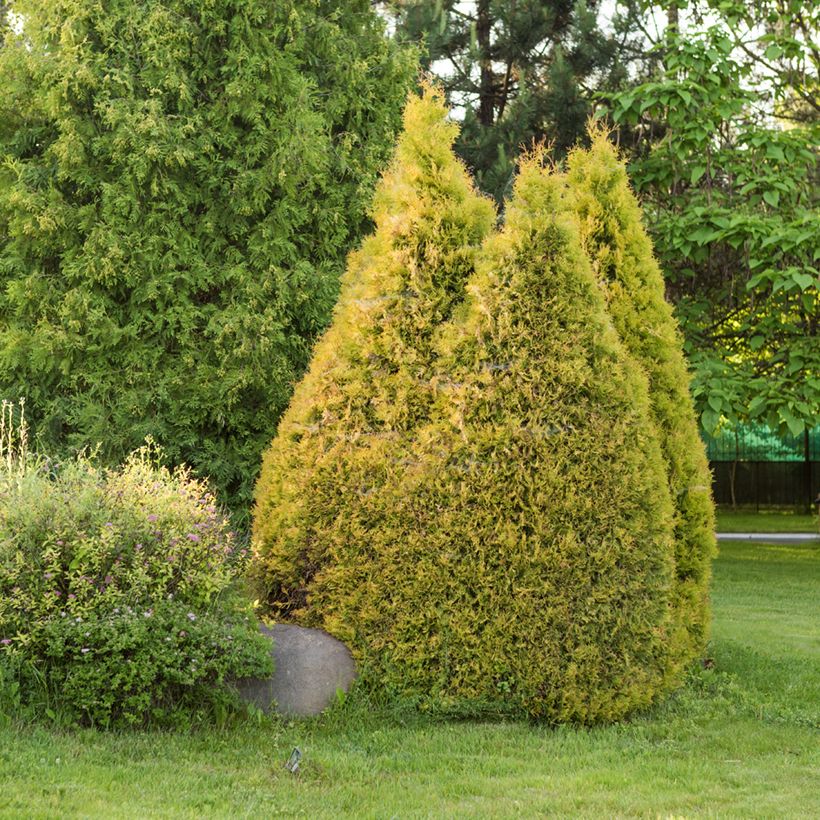 Thuja occidentalis Golden Smaragd - Westerse levensboom (Groeiplaats)
