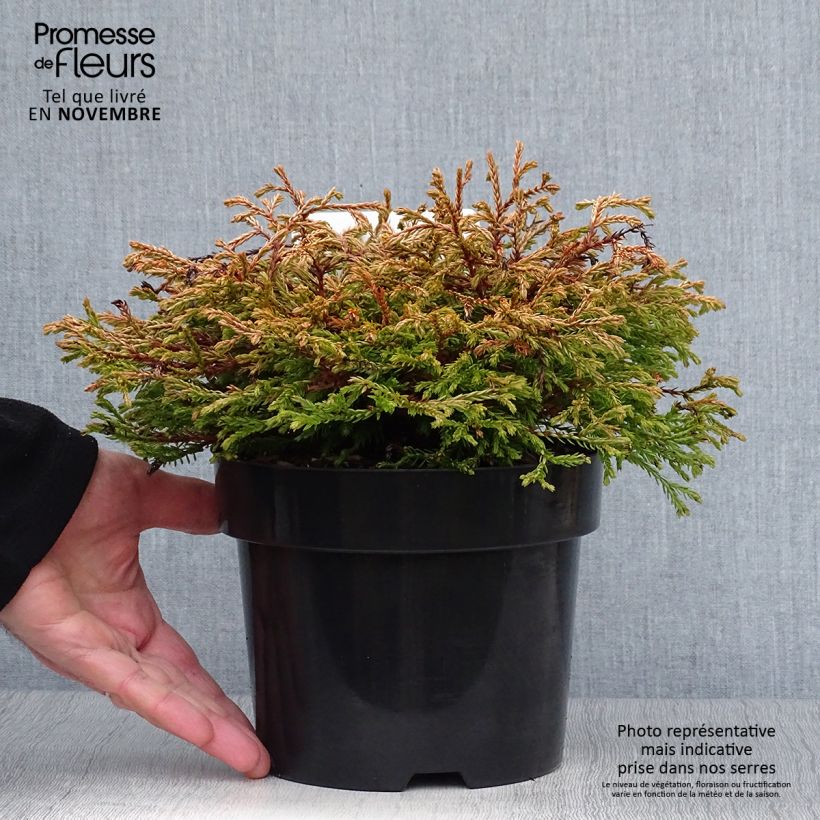 Exemplaar van Thuja occidentalis Golden Tuffet - Westerse levensboom Pot van 2 l/3 l zoals geleverd in de herfst