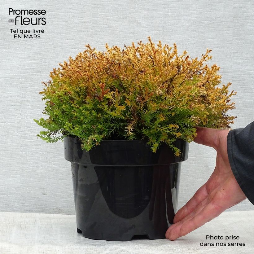 Exemplaar van Thuja occidentalis Rheingold - Westerse levensboom Pot van 2 l/3 l zoals geleverd in de lente