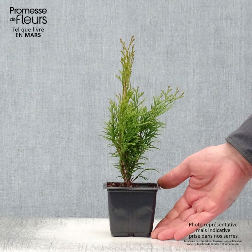 Exemplaar van Thuja occidentalis Smaragd - Westerse levensboom Kweekpotje van 8/9 cm zoals geleverd in de lente