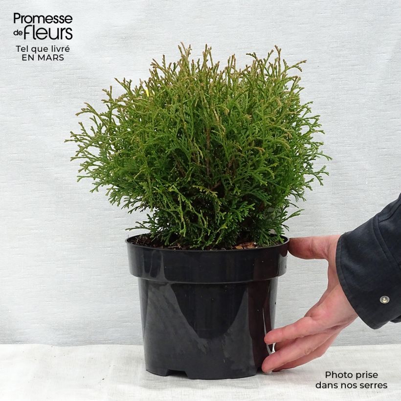 Example of Thuja occidentalis Tiny Tim - Westerse levensboom Pot van 2 l/3 l as you get in printemps