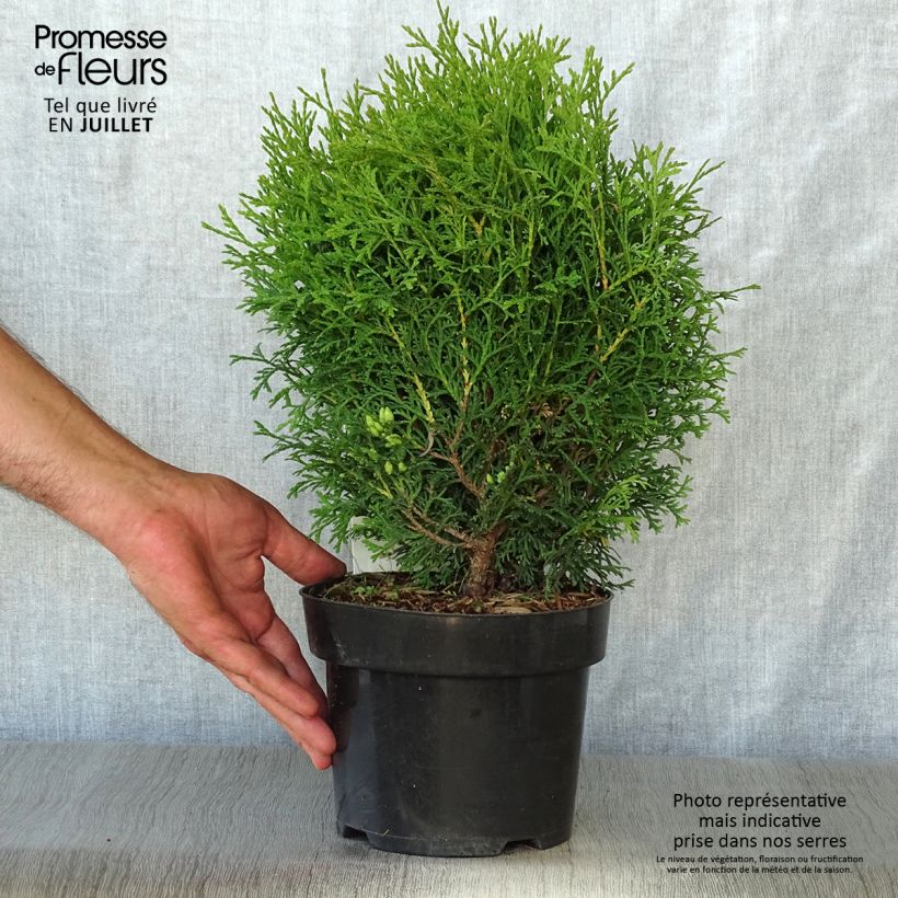 Exemplaar van Thuja occidentalis Tiny Tim - Westerse levensboom Pot van 2 l/3 l zoals geleverd in de zomer