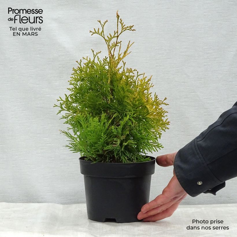 Example of Thuja occidentalis Yellow Ribbon - Westerse levensboom Pot van 2 l/3 l as you get in printemps