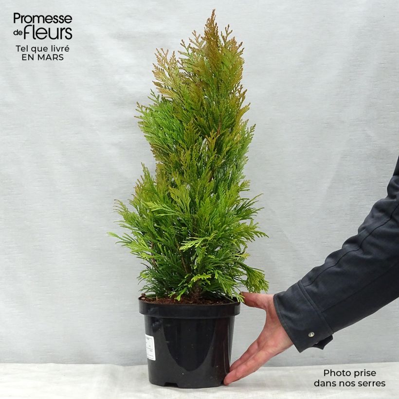 Example of Thuja plicata 4 Ever Goldy - Reuzenlevensboom Pot van 2 l/3 l as you get in printemps