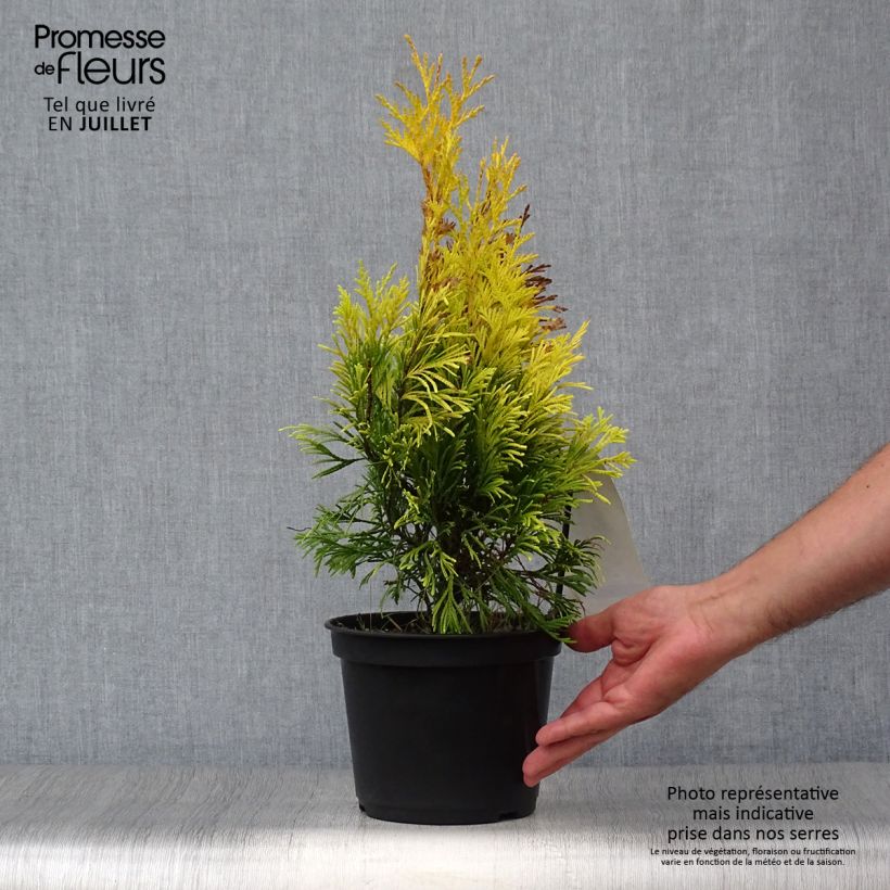 Exemplaar van Thuja plicata 4 Ever Goldy - Reuzenlevensboom Pot van 2 l/3 l zoals geleverd in de zomer