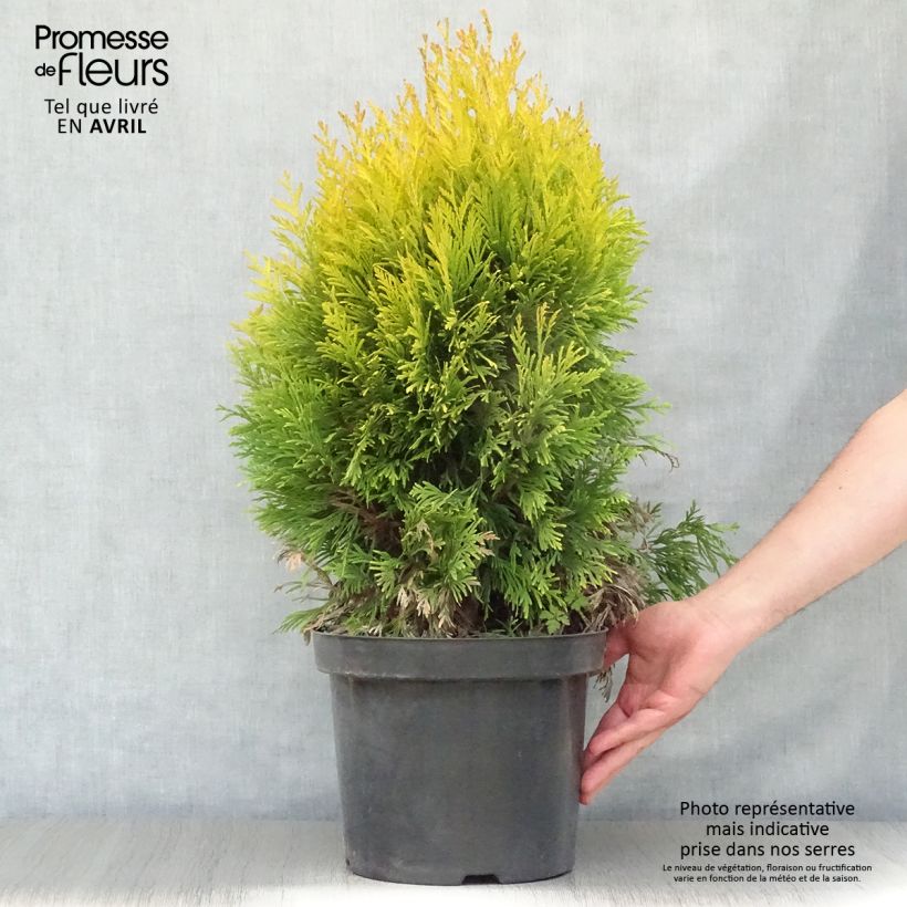 Example of Thuja plicata 4 Ever Goldy - Reuzenlevensboom Pot van 6 l/7 l as you get in printemps