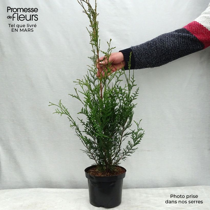 Exemplaar van Thuja plicata Atrovirens - Reuzenlevensboom Pot van 2 l/3 l zoals geleverd in de lente