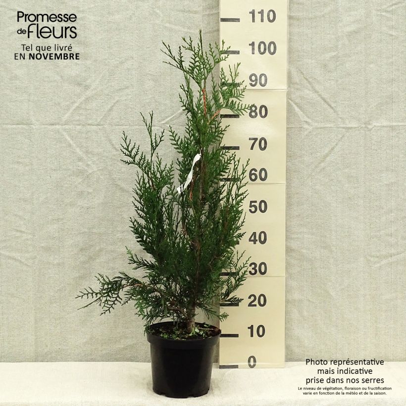 Exemplaar van Thuja plicata Atrovirens - Reuzenlevensboom Pot van 4 l/5 l zoals geleverd in de herfst