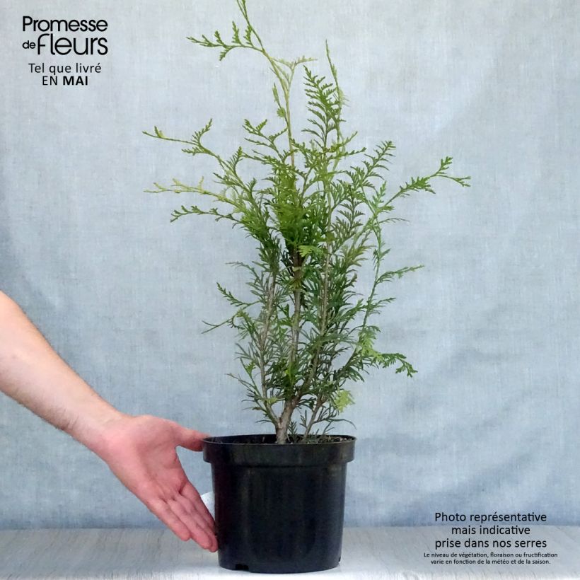 Exemplaar van Thuja plicata Atrovirens - Reuzenlevensboom Pot van 4 l/5 l zoals geleverd in de lente