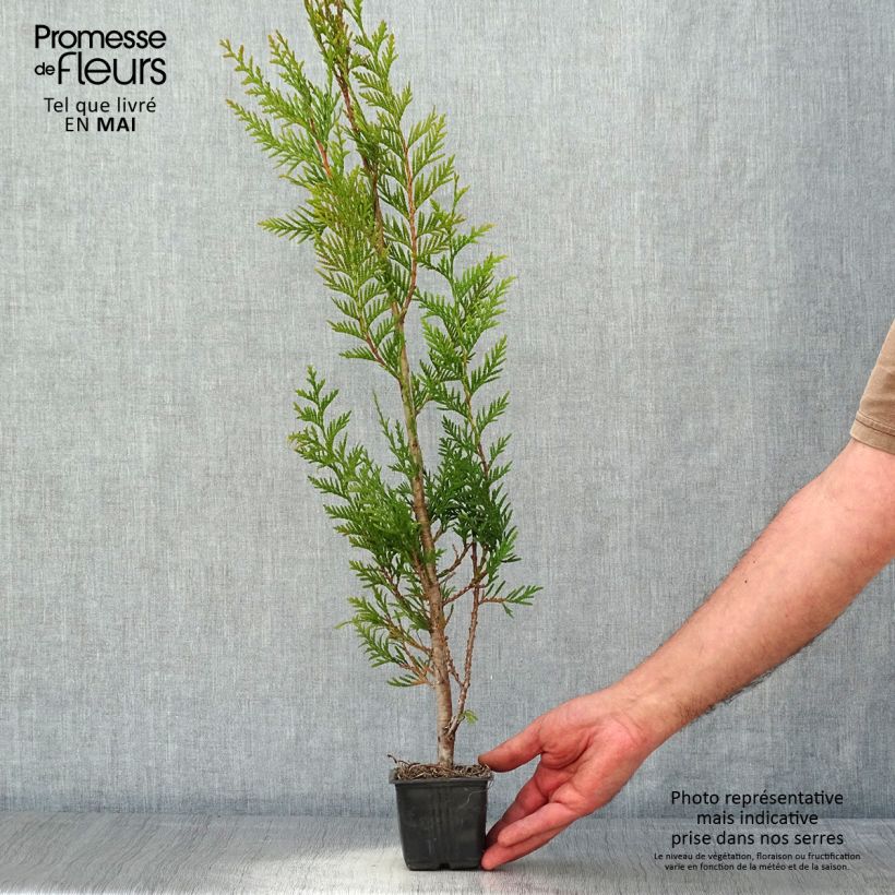 Exemplaar van Thuja plicata Atrovirens - Reuzenlevensboom Kweekpotje van 8/9 cm zoals geleverd in de lente