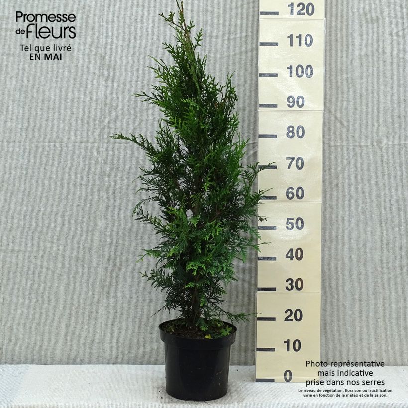 Exemplaar van Thuja plicata Atrovirens - Reuzenlevensboom Pot van 6 l/7 l zoals geleverd in de lente