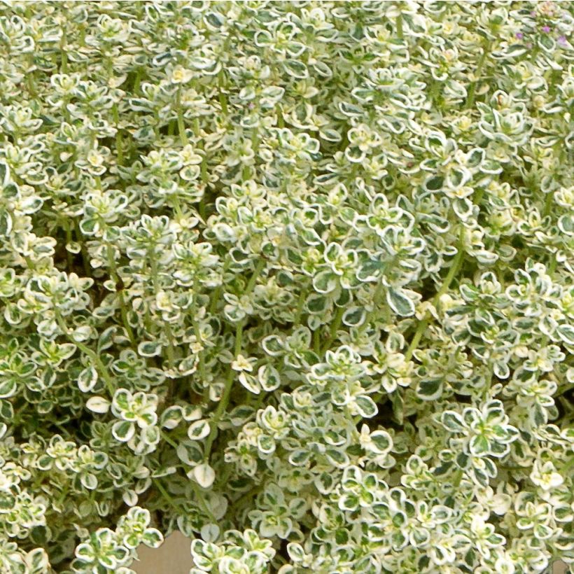 Thymus Sparkling Bright in planten - Kruiptijm (Blad)