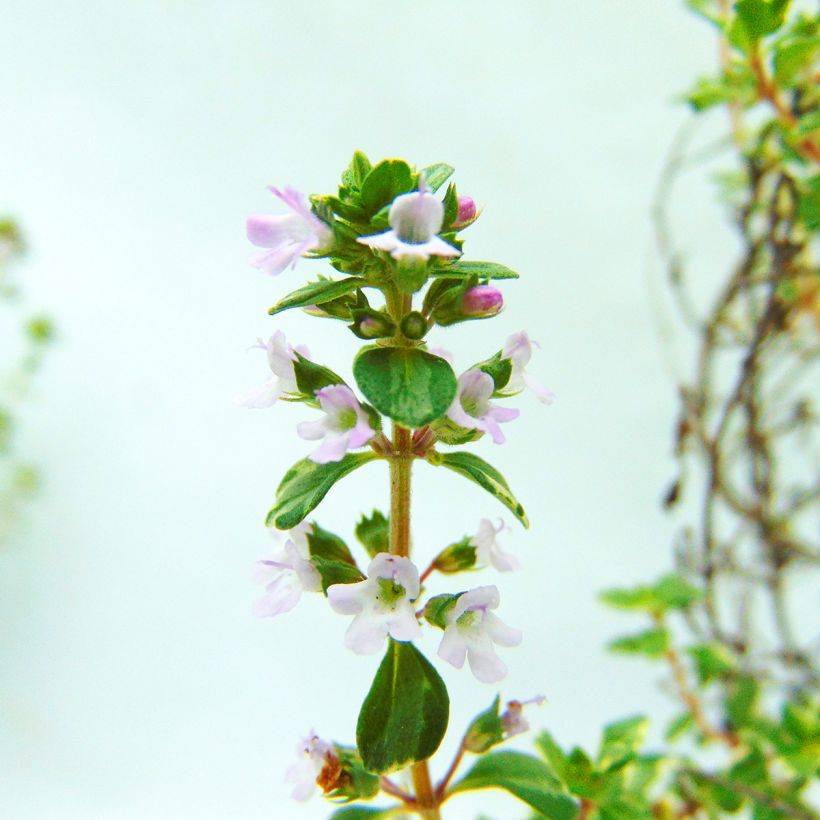 Citroentijm Silver Edge BIO - Thymus citriodorus (Bloei)