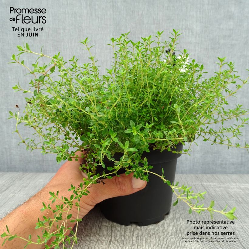 Exemplaar van Thymus citriodorus Aureus - Citroentijm Pot van 1,5 l/2 l zoals geleverd in de zomer