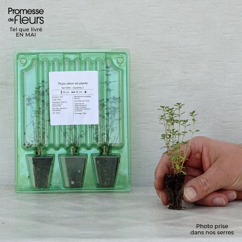 Example of Citroentijm (jonge planten - Thymus citriodorus Mini-mot Ø 3/4 cm as you get in printemps