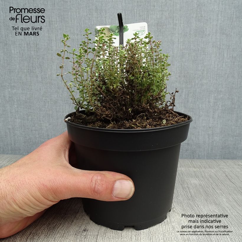 Exemplaar van Thymus citriodorus Silver Queen - Citroentijm Pot van 1,5 l/2 l zoals geleverd in de lente
