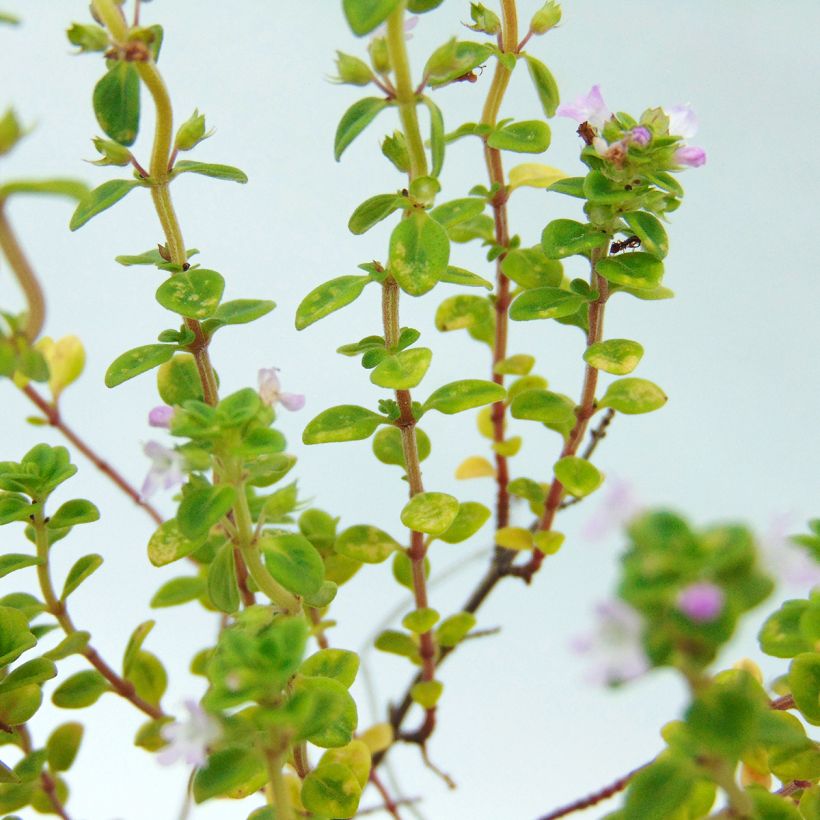 Bontbladige citroentijm Variegata - Thymus citriodorus (Blad)