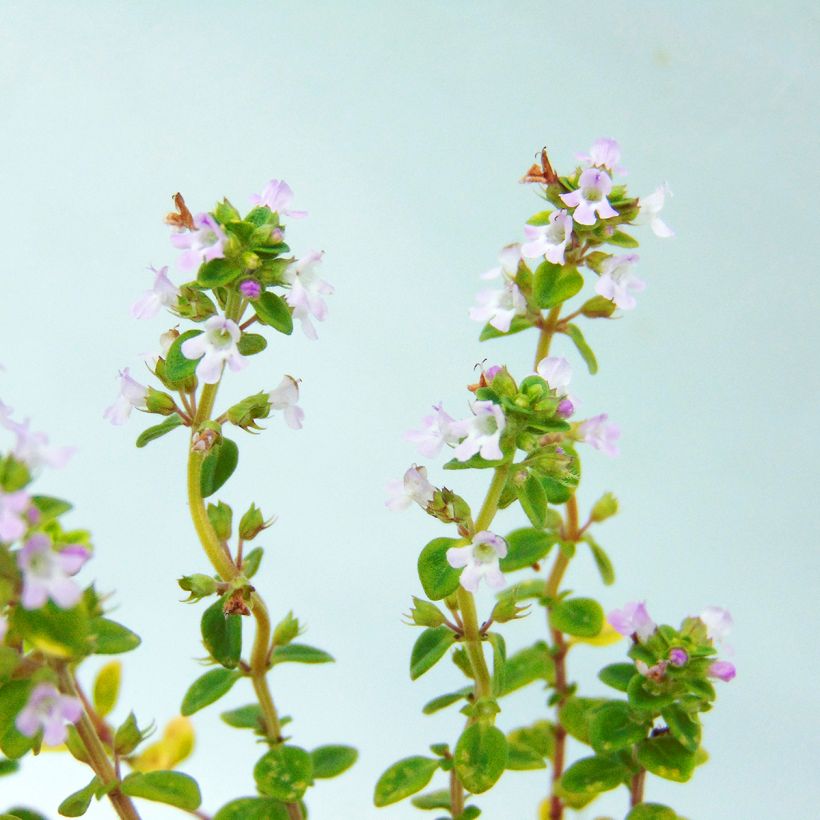 Bontbladige citroentijm Variegata - Thymus citriodorus (Bloei)