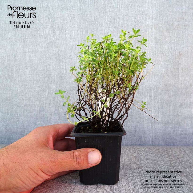 Exemplaar van Bontbladige citroentijm Variegata - Thymus citriodorus Kweekpotje van 7/8 cm zoals geleverd in de zomer