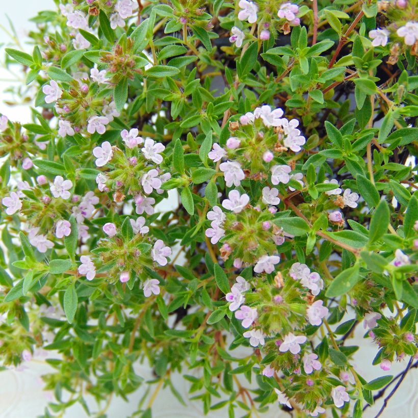 Karwijtijm - Thymus herba-barona (Bloei)