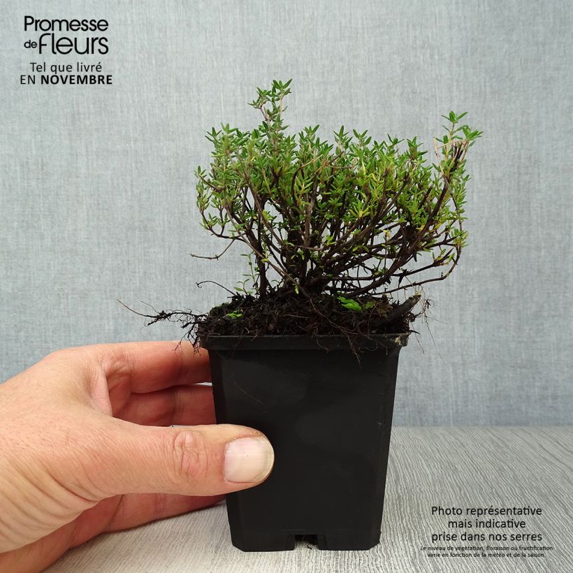 Exemplaar van Echte tijm Compactus - Thymus vulgaris Kweekpotje van 8/9 cm zoals geleverd in de herfst