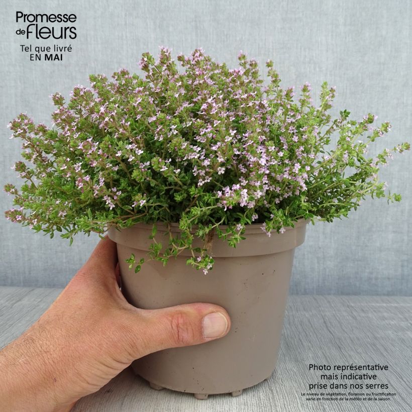 Exemplaar van Echte tijm Compactus - Thymus vulgaris Pot van 2 l/3 l zoals geleverd in de lente