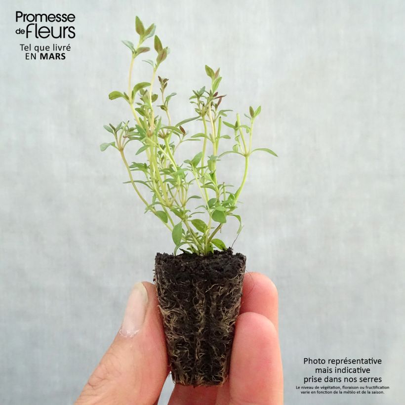 Exemplaar van Echte tijm - Thymus vulgaris (jonge planten) - Thymus vulgaris Mini-mot Ø 3/4 cm zoals geleverd in de lente