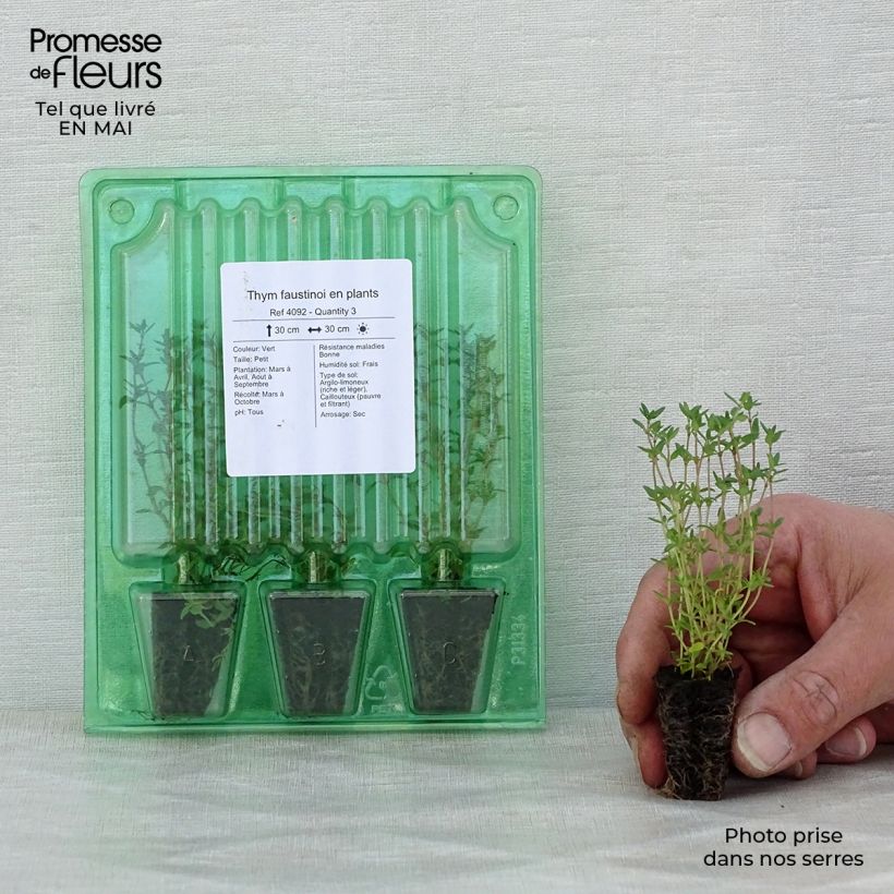 Example of Echte tijm Faustinoi (jonge planten) - Thymus x faustinoi Mini-mot Ø 3/4 cm as you get in printemps