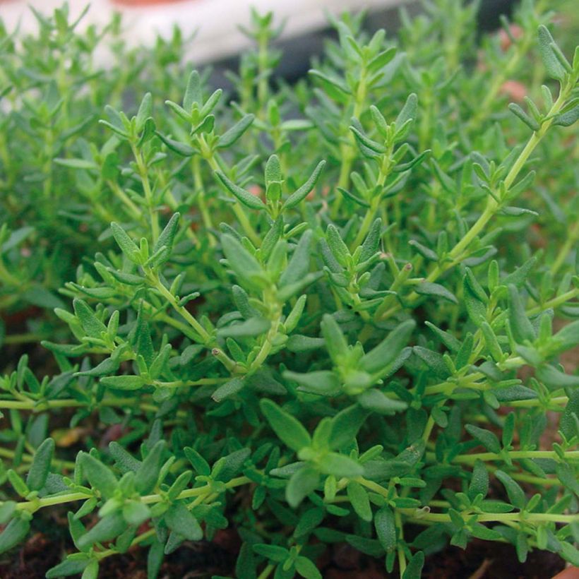 Echte tijm Faustinoi (jonge planten) - Thymus x faustinoi (Blad)