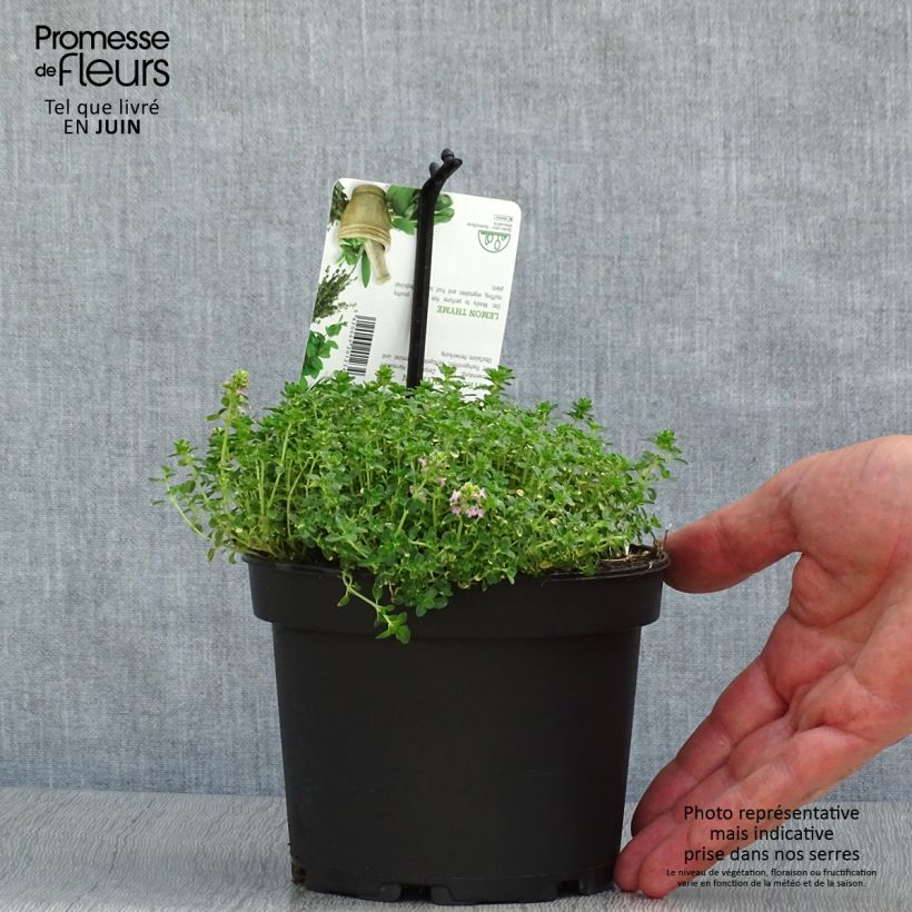 Exemplaar van Thymus citriodorus Doone Valley - Citroentijm Pot van 1 l/1,5 l zoals geleverd in de zomer