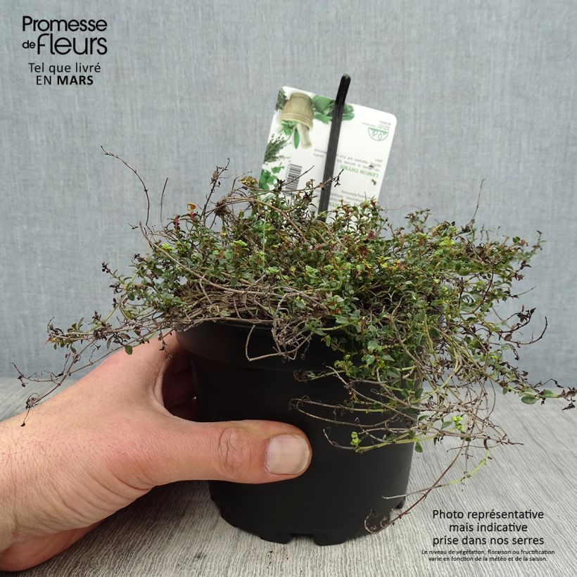 Exemplaar van Thymus citriodorus Doone Valley - Citroentijm Pot van 1 l/1,5 l zoals geleverd in de lente