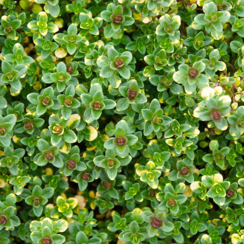 Thymus citriodorus Doone Valley - Citroentijm (Blad)
