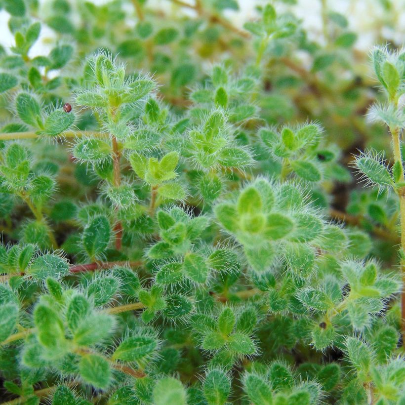 Thymus pseudolanuginosus - Woltijm (Blad)