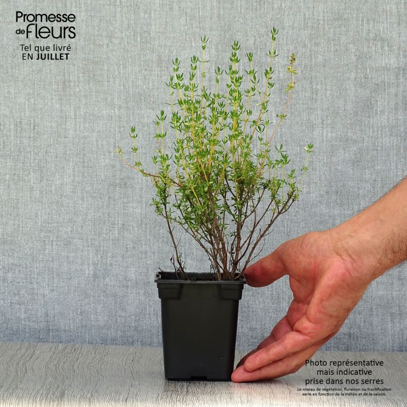 Exemplaar van Echte tijm BIO - Thymus officinalis Kweekpotje van 8/9 cm zoals geleverd in de zomer