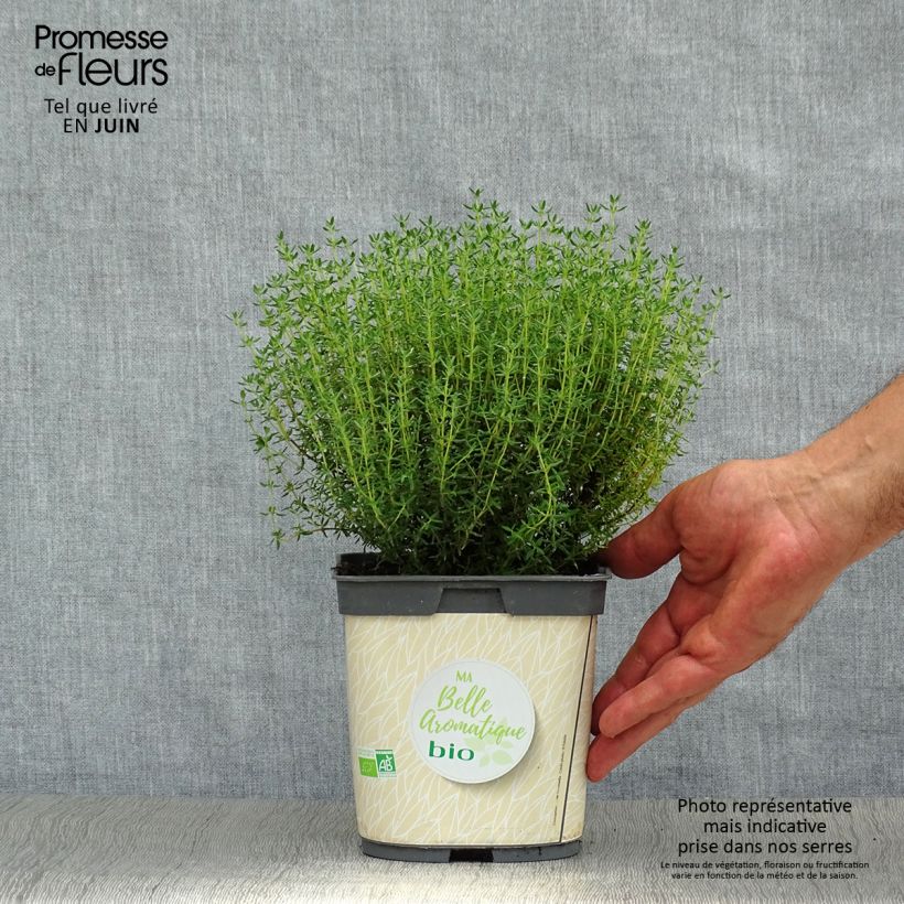 Exemplaar van Echte tijm BIO (jonge planten) - Thymus officinalis Pot van 1 l/1,5 l zoals geleverd in de zomer